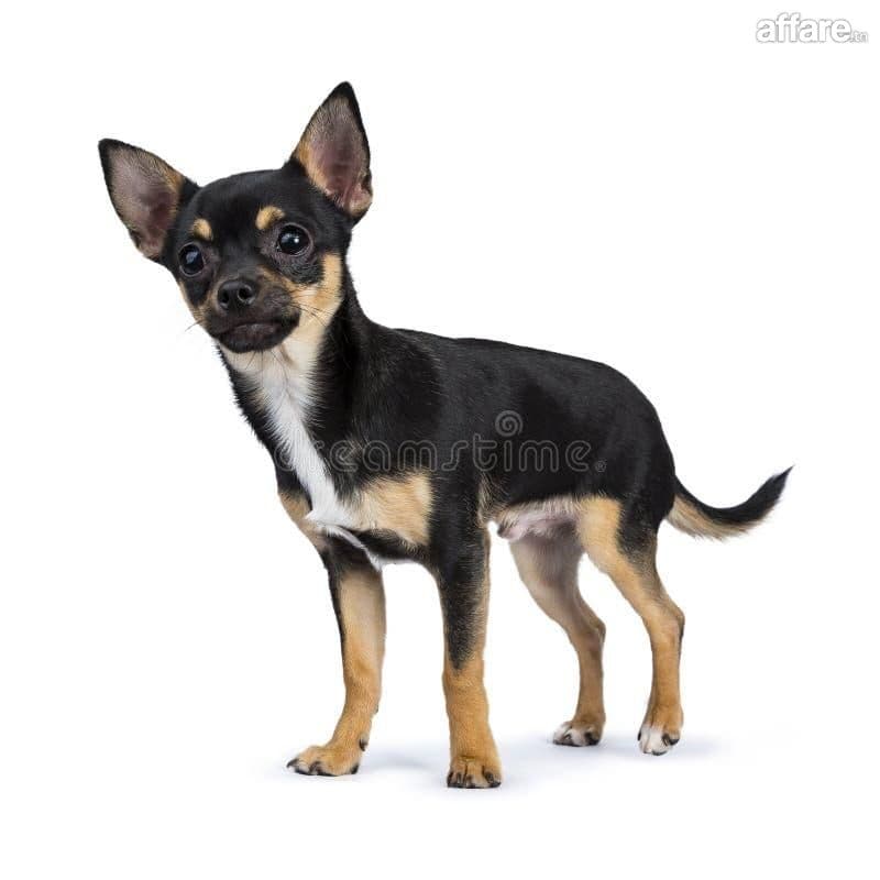 Chiwawa 