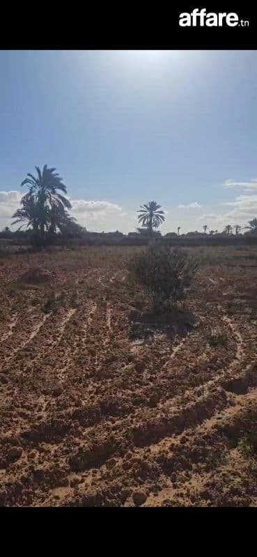 Vente terrain djerba 4000m² avec titre bleu 