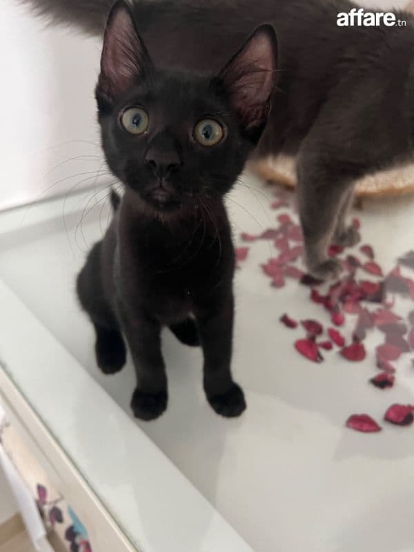 Black cat