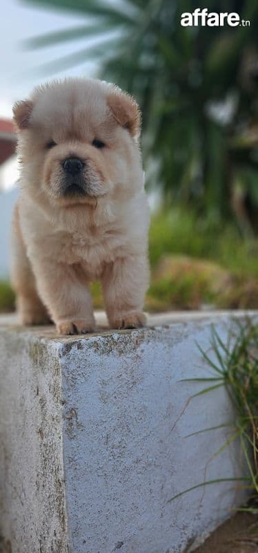 Chow chow 