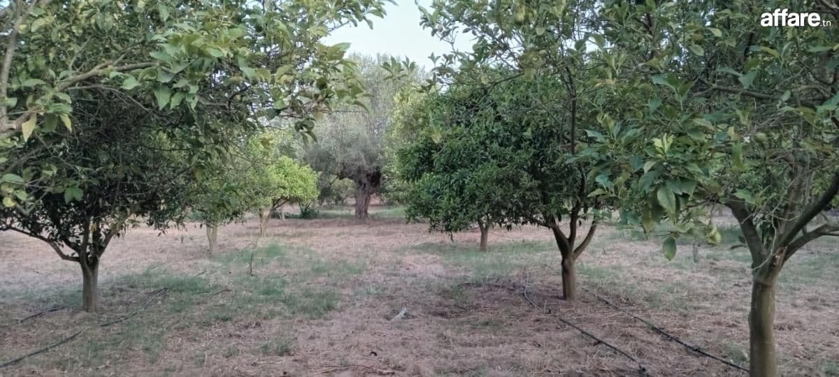 Verger oliviers et agrumes à vendre