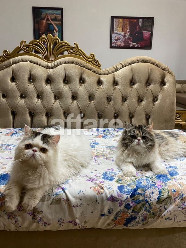 Chats Persans