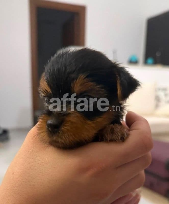 Chiots YorkShire