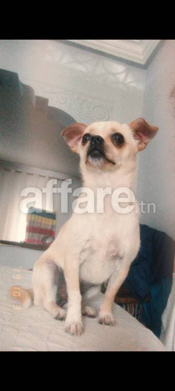 chihuahua femelle 