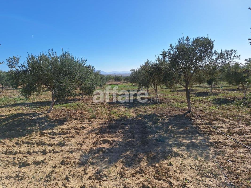 VENTE RECOLTE D OLIVES SUR PIED