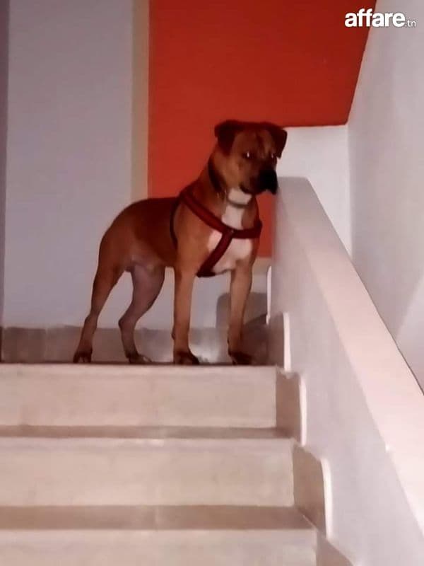 Chien boxer