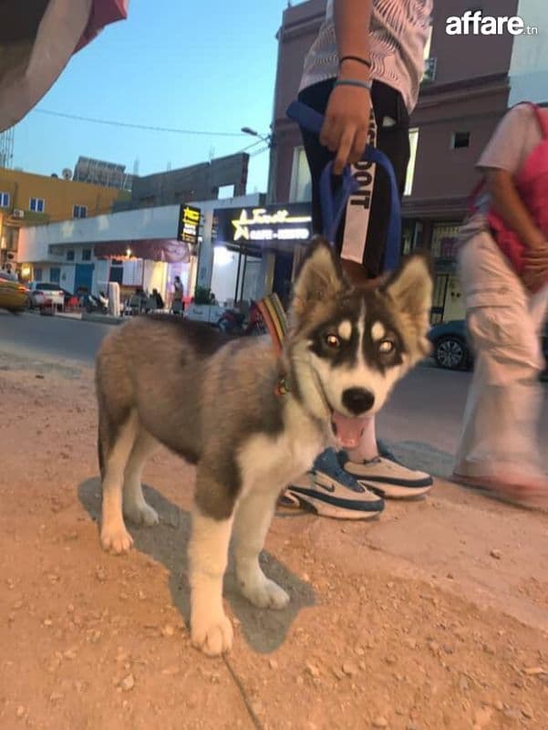 Chien à vendre ❤️