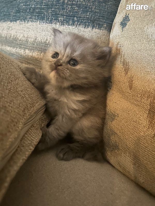 chatons persan race pure à vendre