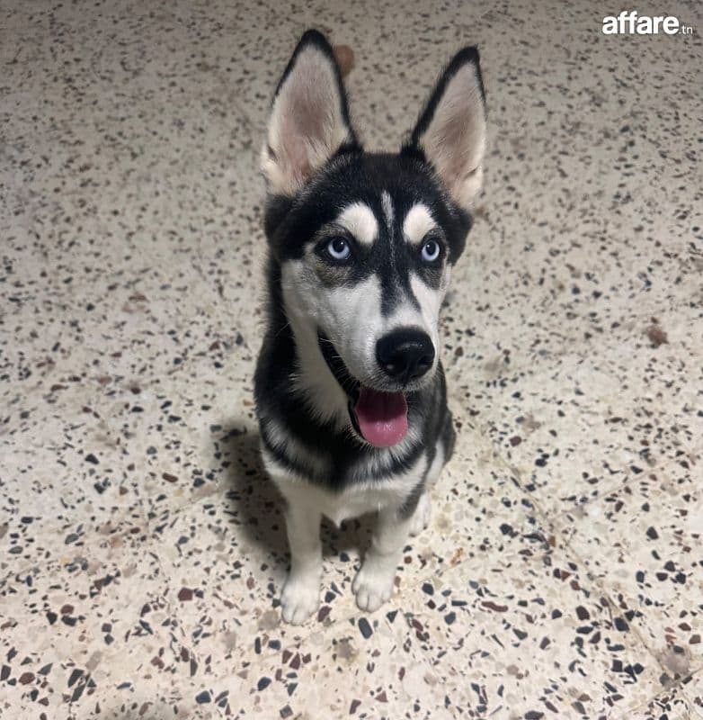 Chien femelle husky race pure 