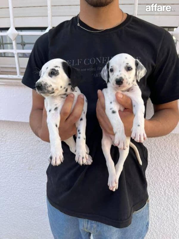 Chiot dalmatien race pure