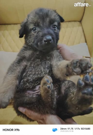 Des chien malinois race pure age de un mois et deux jour 