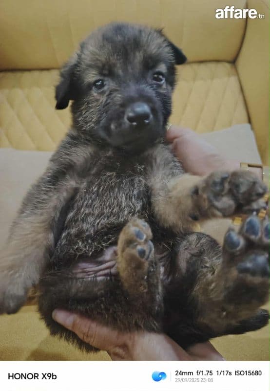 Des chien malinois race pure age de un mois et deux jour 