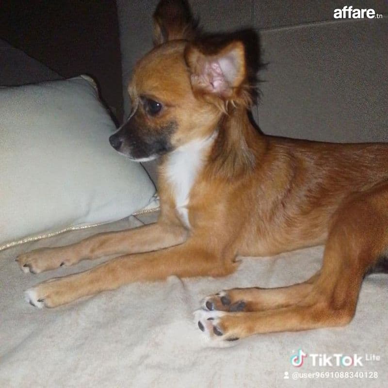 Chiwawa pinscher mâle âge 6 Moi à vendre 