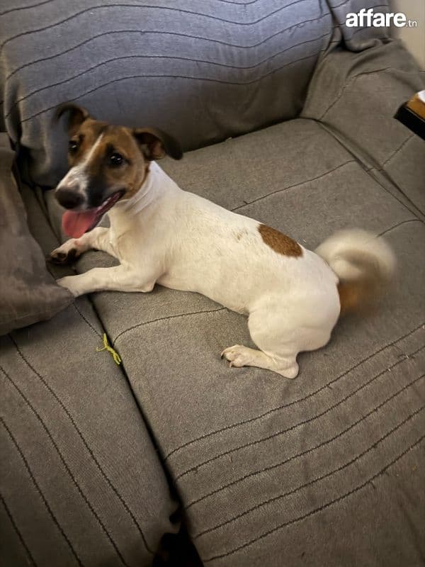 Une femelle jack russel