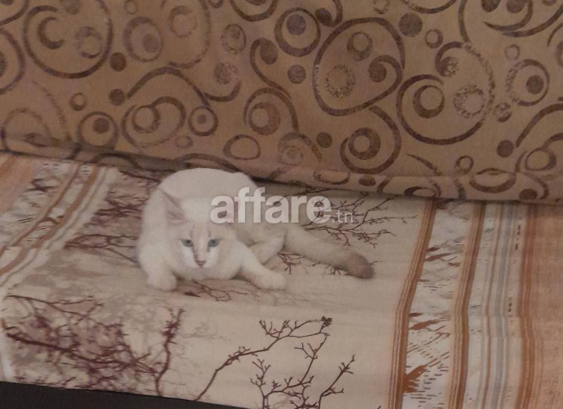 Chat siamoi 5mois femelle