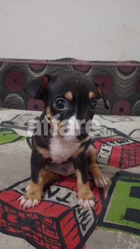 Chiot chihuahua