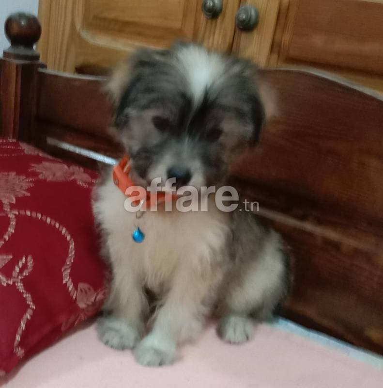 Chiot 2 mois mâle