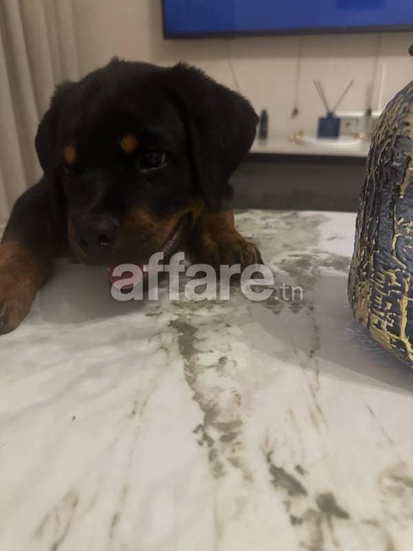 Chiot rottweiler
