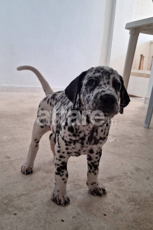 Dalmatian