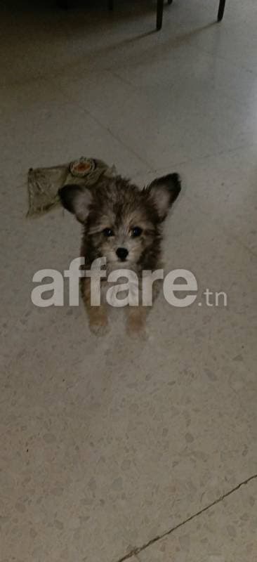 Chienne