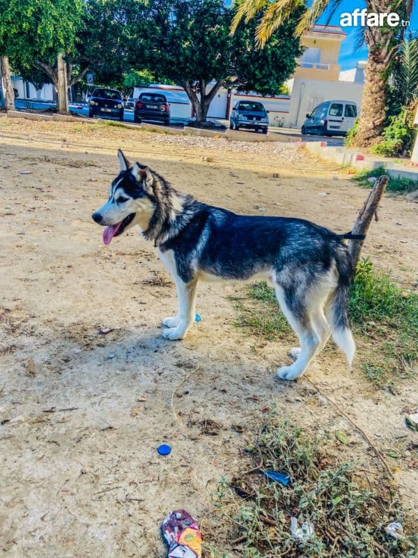 🐾 Husky à vendre 🐾