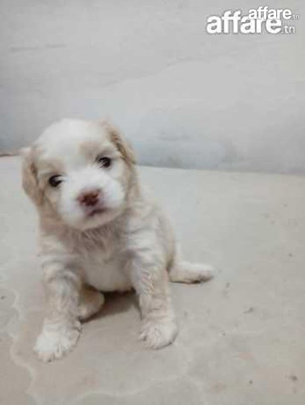 Caniche a vendre