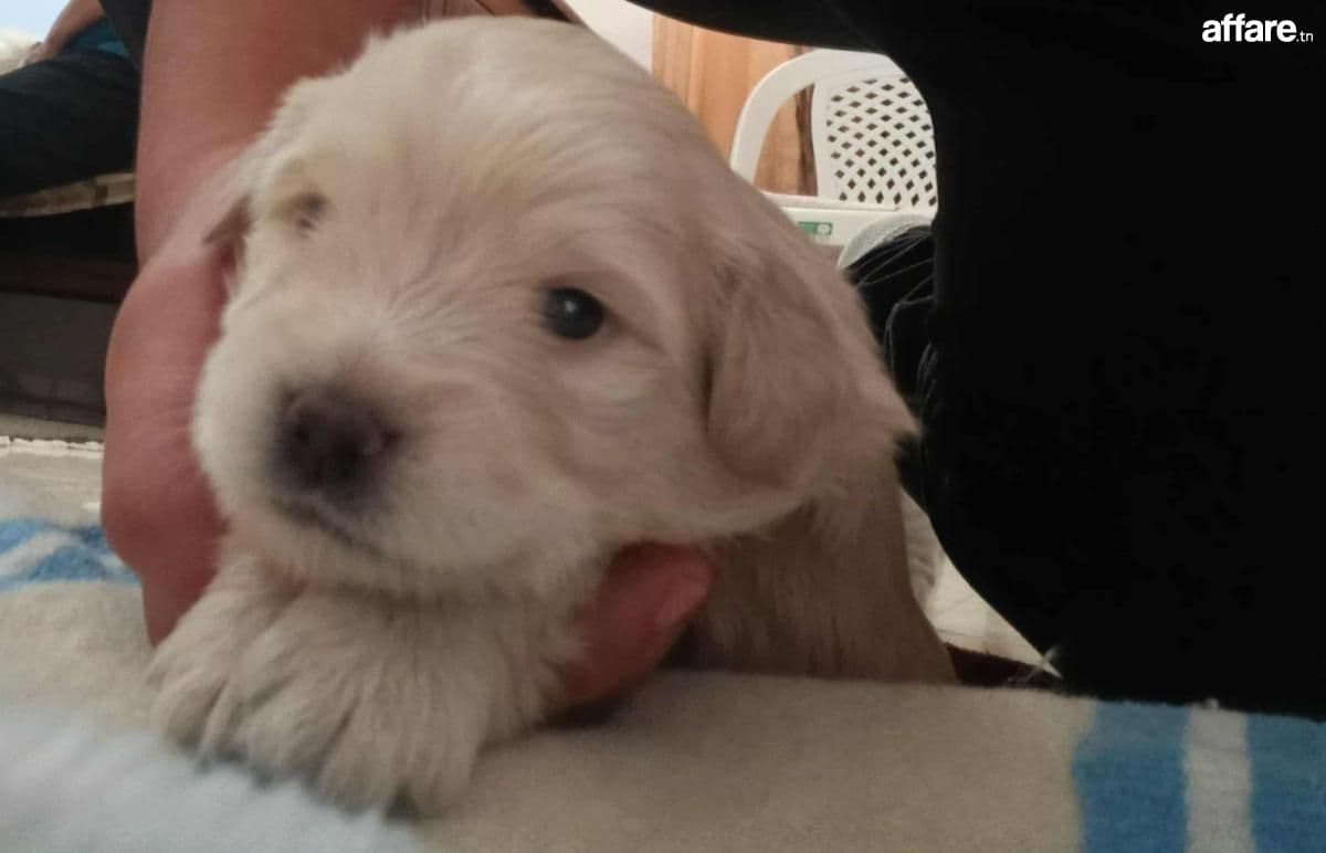 caniches a vendre  