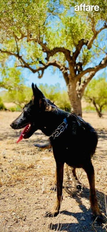 Berger malinois 