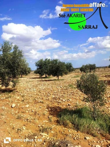 Senia Clôturé [#8 Hectares Et 6000m²]#Kalaa Kebira El Kraria