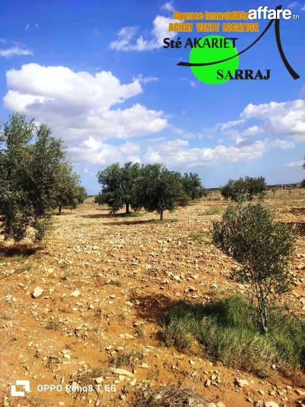 Senia Clôturé [#8 Hectares Et 6000m²]#Kalaa Kebira El Kraria