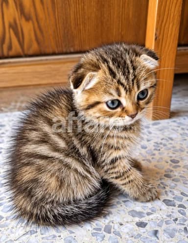 Chaton femelle Scottish Fold 2 mois