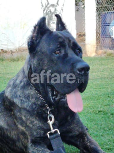 Chien cane corso
