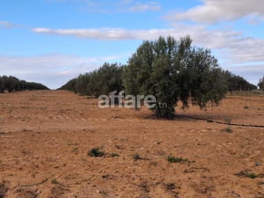 Terrain d oliviers à Sfax