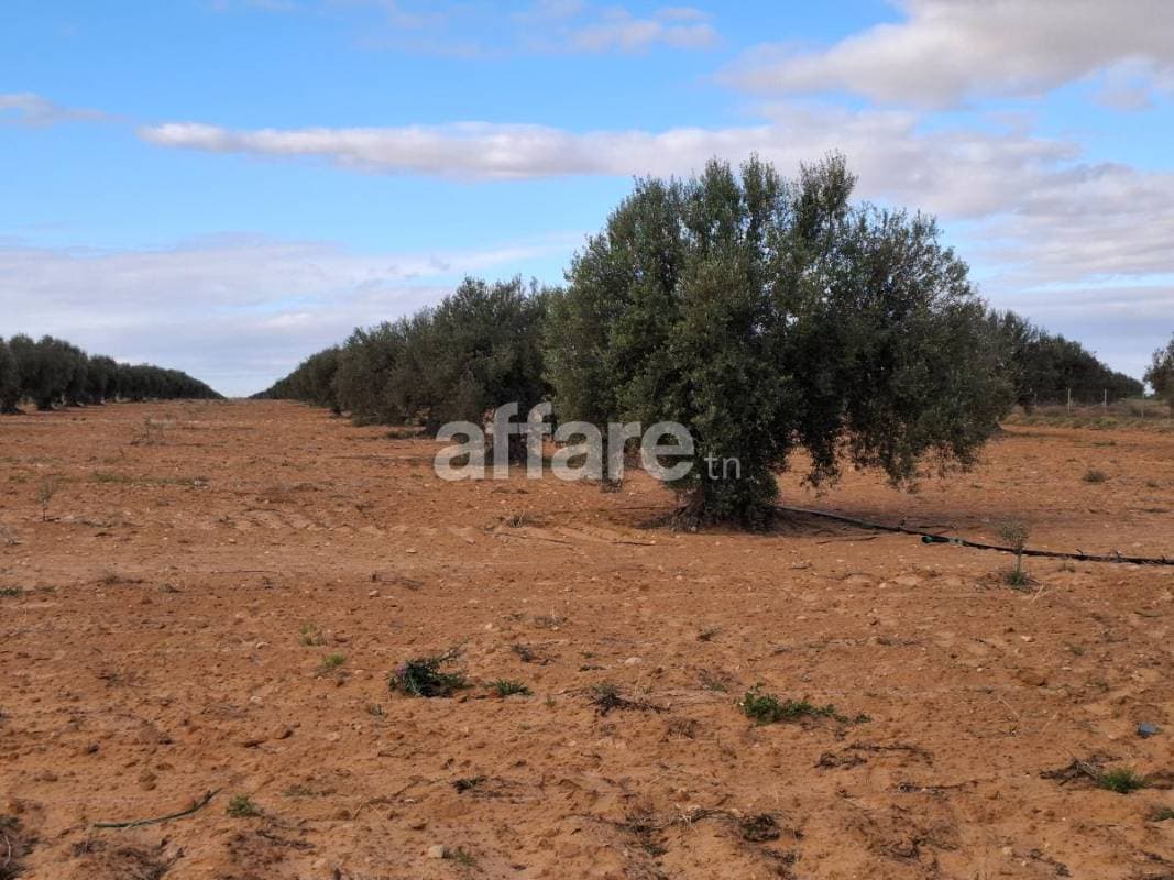 Terrain d oliviers à Sfax