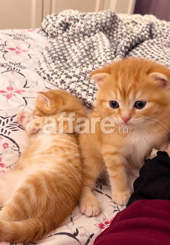 Deux adorables chatons roux Scottish Fold