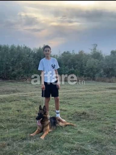 Chienne berger poil long