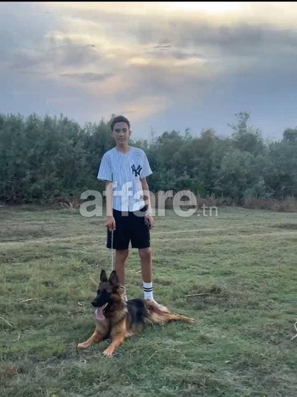 Chienne berger poil long