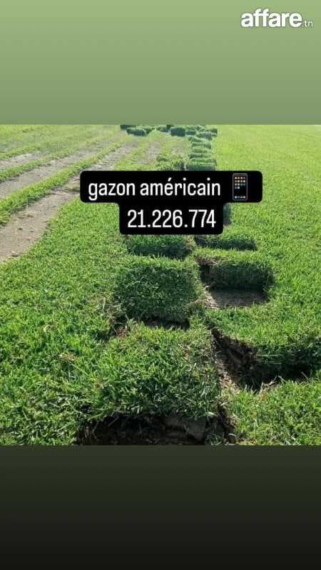 Décoration jardin et posé gazon naturelle américain kikuyu p