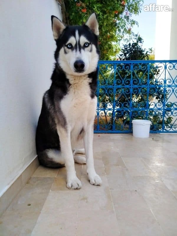 chien husky sibérien avec son carnet