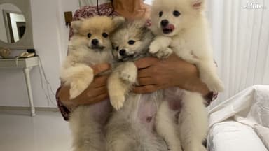 Chiots Spitz 