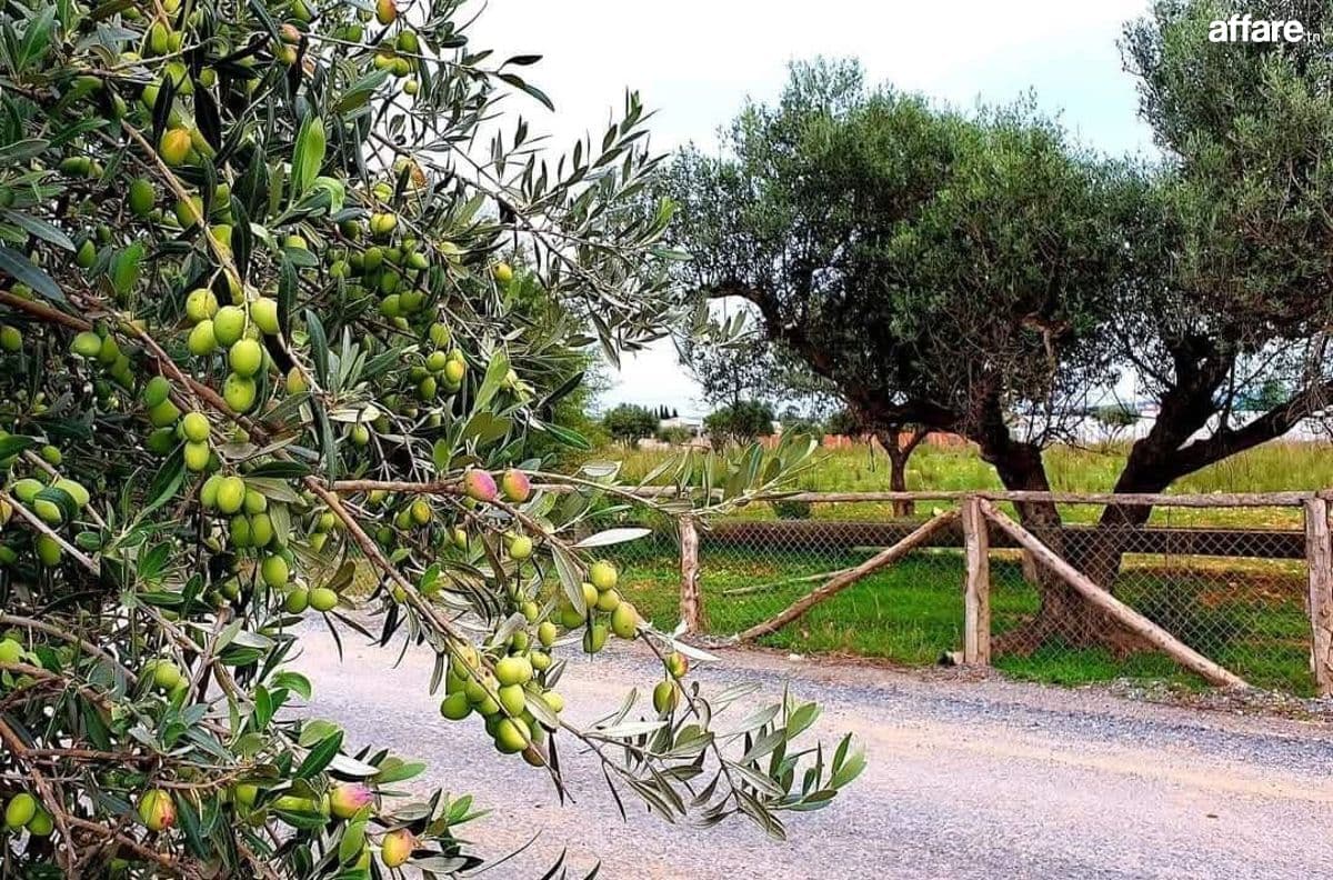 📍 CEBELAT BEN AMMAR :  TERRAIN A VENDRE 