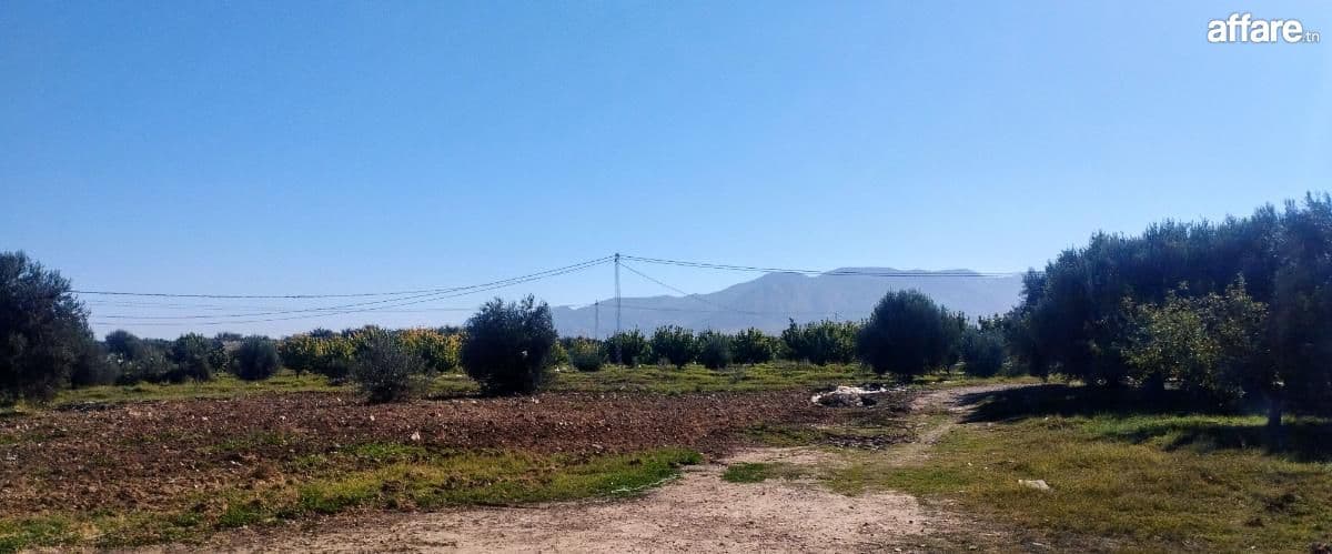 Ferme 11 hectares a vendre à Sbiba 