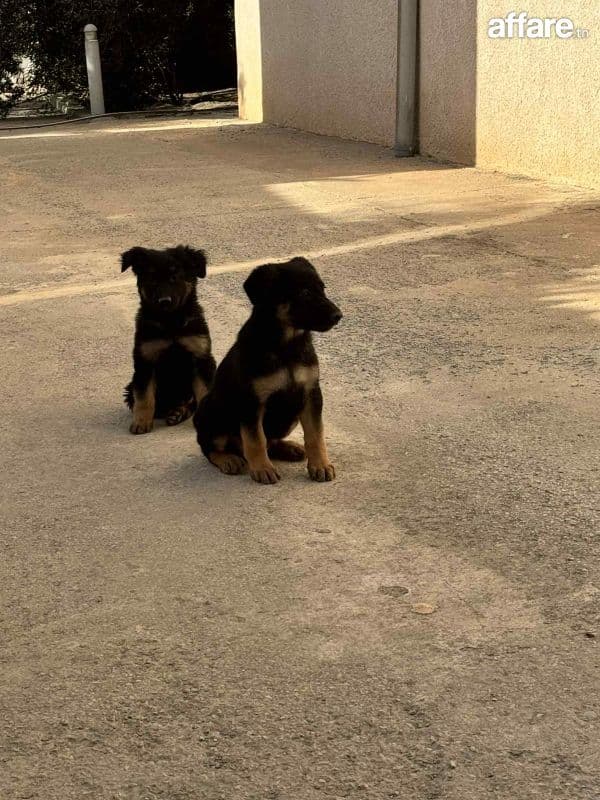 trois femelles Berger Allemand à vendre