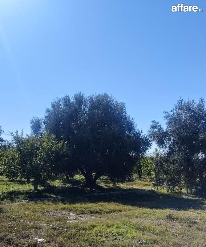 Ferme 11 hectares a vendre à Sbiba 