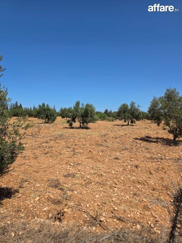 🌳Terrain Agricole Titré En Vente | Knena, Sidi Bou Ali🌾