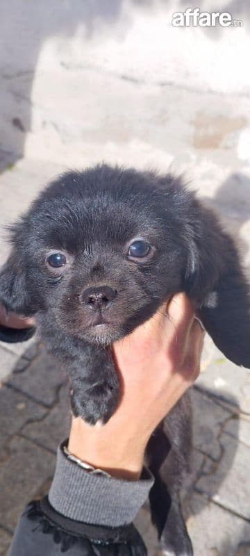 chiot chiwawa