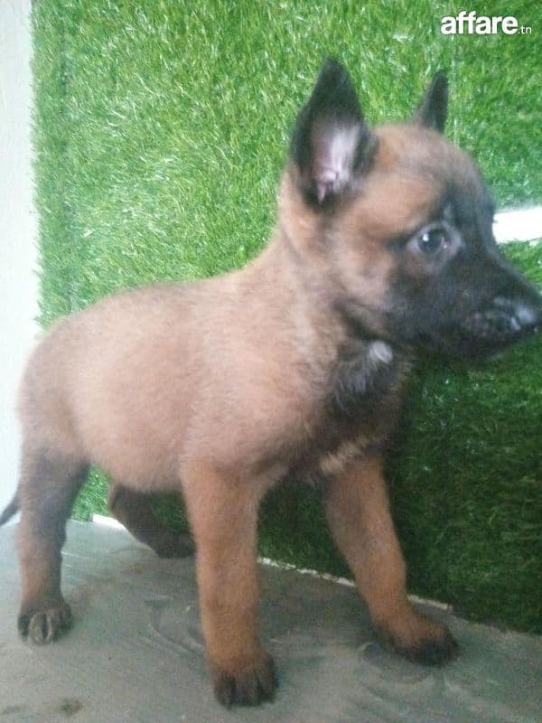 Chiots malinois masque Noir