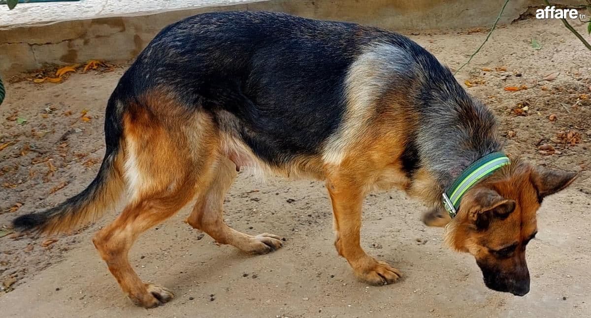 Couple de Chiens de Garde Berger Allemand Pure Race.