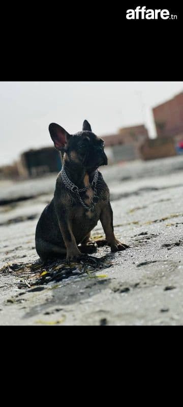 A vendre bulldog français un an et 8 mois 