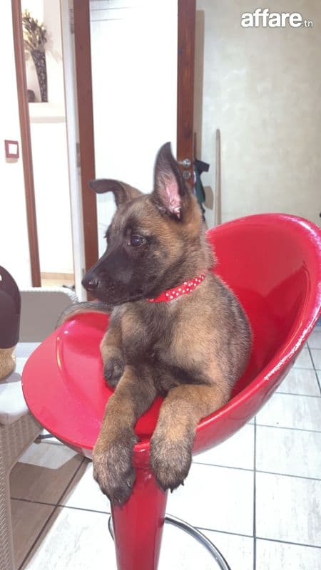 Chien malinois